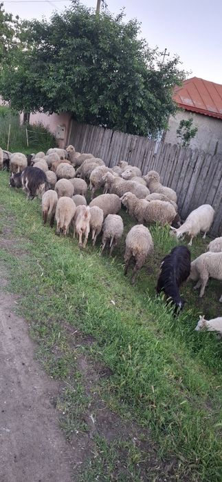 Vand oi si capre