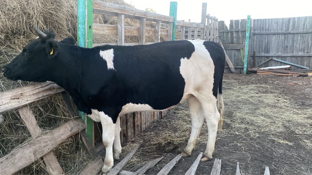 Продам 2 коровы 2телку 2 бычка