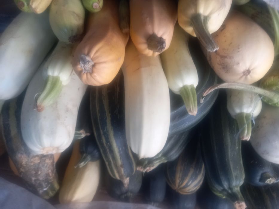 Тыква Кабачки Тыква.