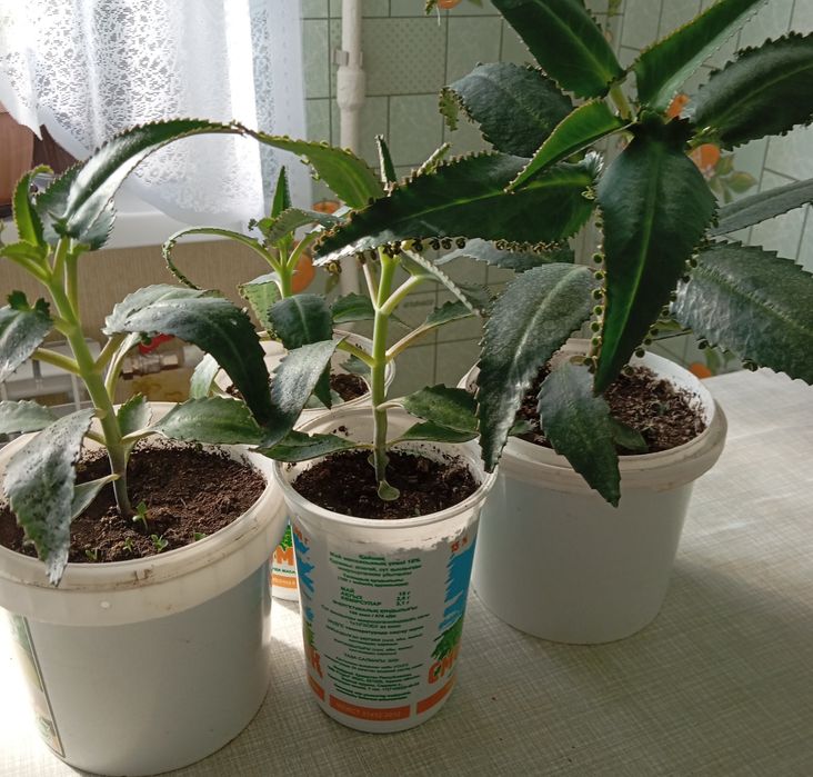 Продам цветы каланхоэ
