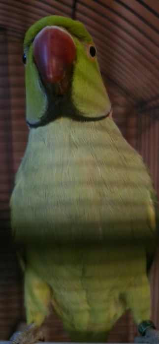 Papagal Micul Alexander,mascul, numele lui este Rico