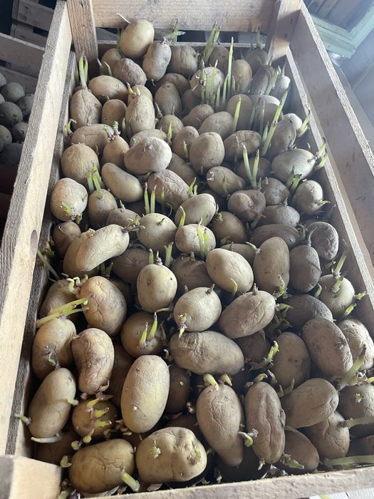 Cartofi sămănță Carera și Bella Rosa