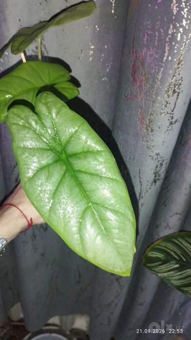 Продается Шикарная Алоказия Коразон