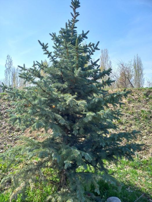 Ель,Голубая Ель
