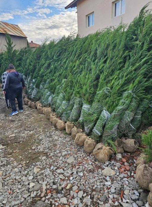Leylandii gard vesnic verde