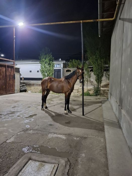 Ot sotiladi yoshi 4 da