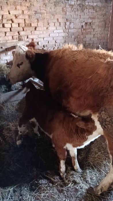 Продам перво тёлок с телятами