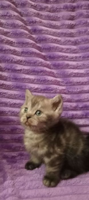 Продам шотландского котика