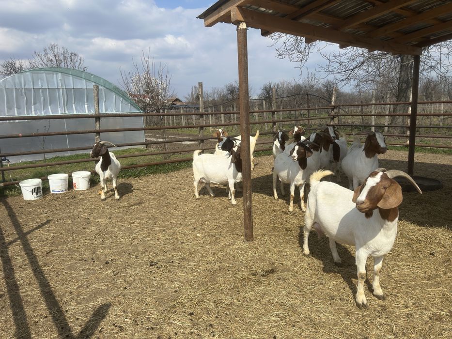 Vand iezi si capre boer