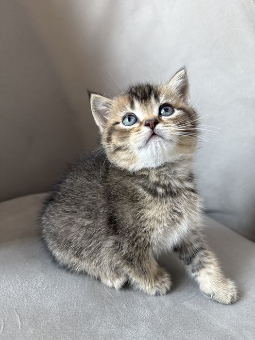 Девочка шиншилла