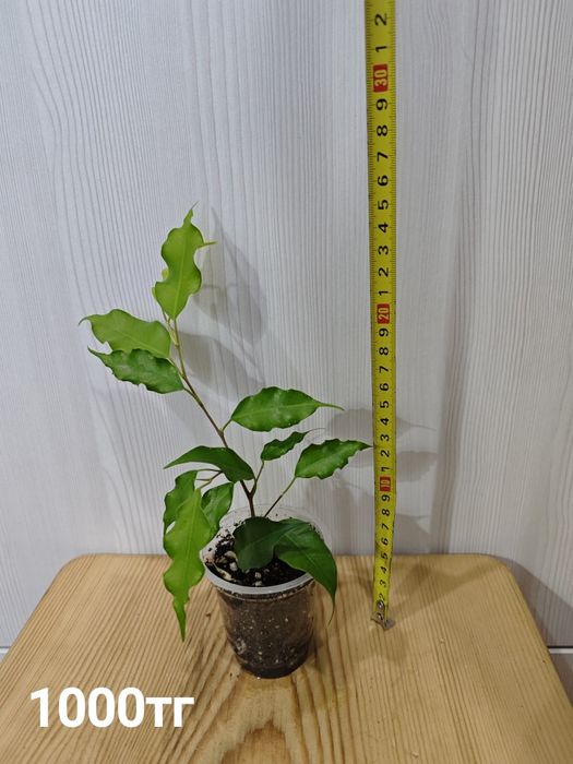 Продам фикус Голден Моник