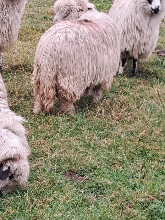 De vănzare 3 oi țurcane