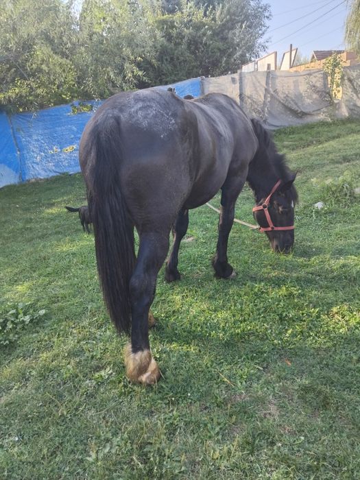 Vând armăsar de un an jumătate pus la căruță de câteva ori mai multe detalii la tel