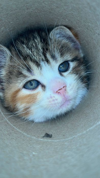 Британский котенок
