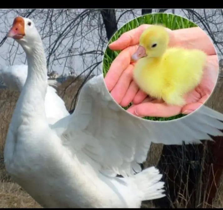 Продам инкубационное яйцо гусей