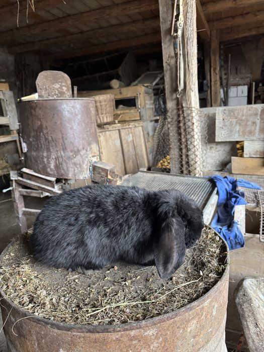 Doi masculi de vanzare 150 bucata  negociabil