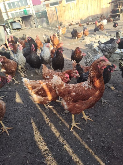 De vânzare puicuțe ouătoare