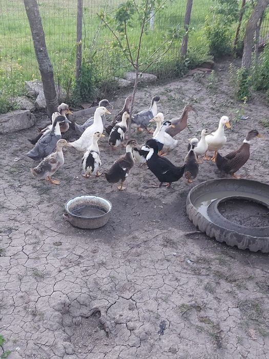 Vând rațe românești