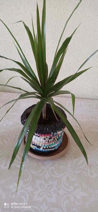 Комнатные декоративные растения.