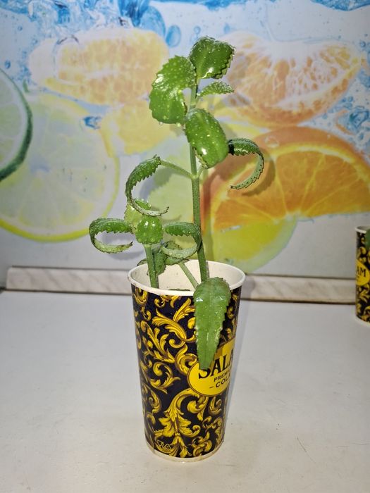 Продам Каланхоэ Дегремона