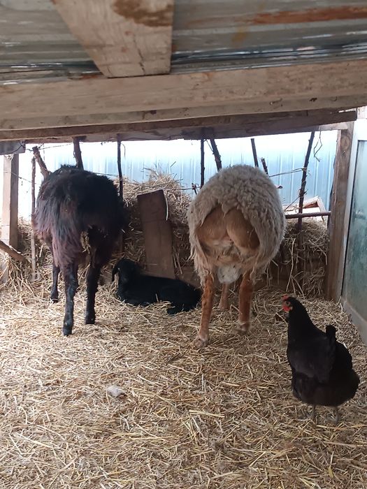 Гисар и обычный баран с ягненком