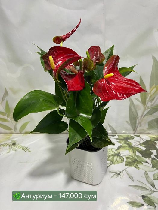 Антуриум, Женское счастье и др