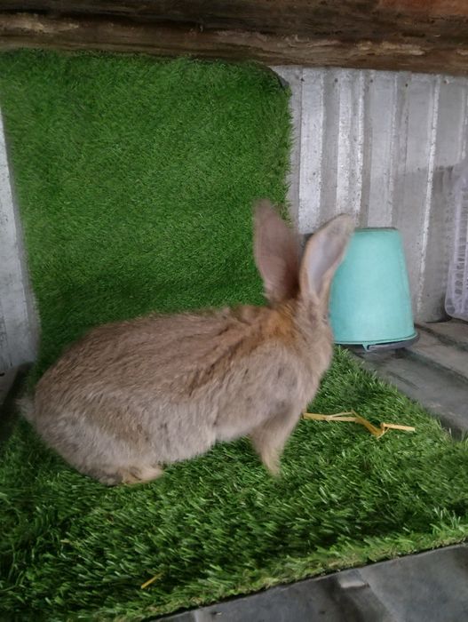 Крольчата фландер.