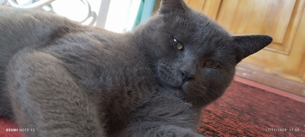 Qora tanli odam bolinish bilan shugullanadi