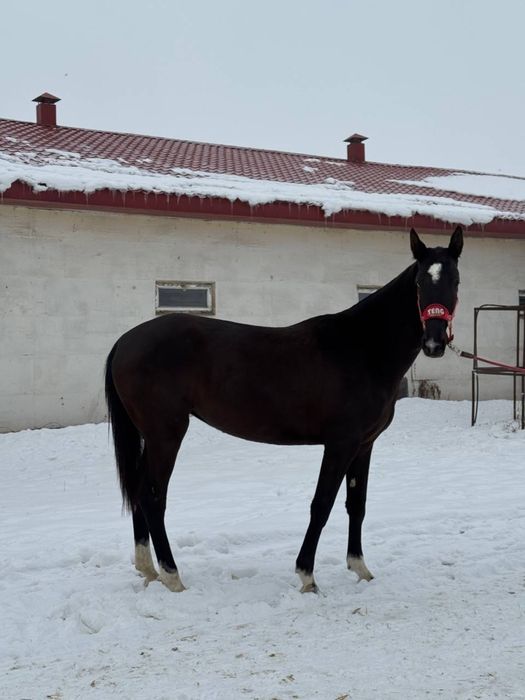 Ахалтекинская лошадь
