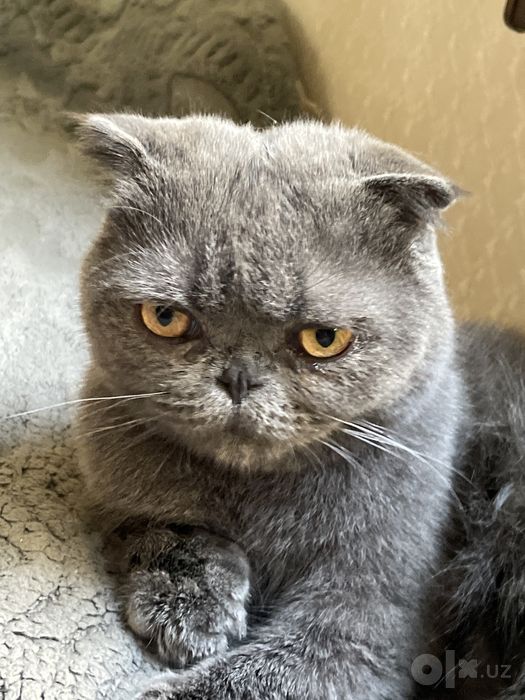 Котенок шотландский вислоухий