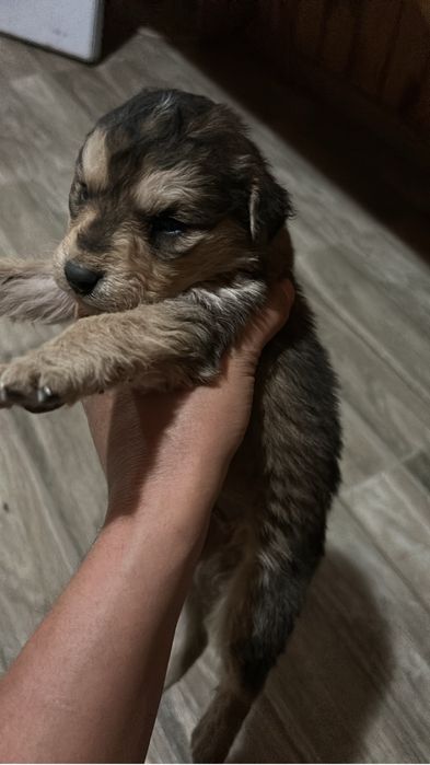 Щенки немецкой овчарки в добрые руки