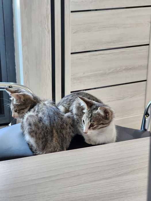 Отдам котёнков в хорошие руки за даром