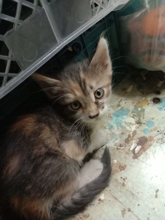 Котята бесплатно