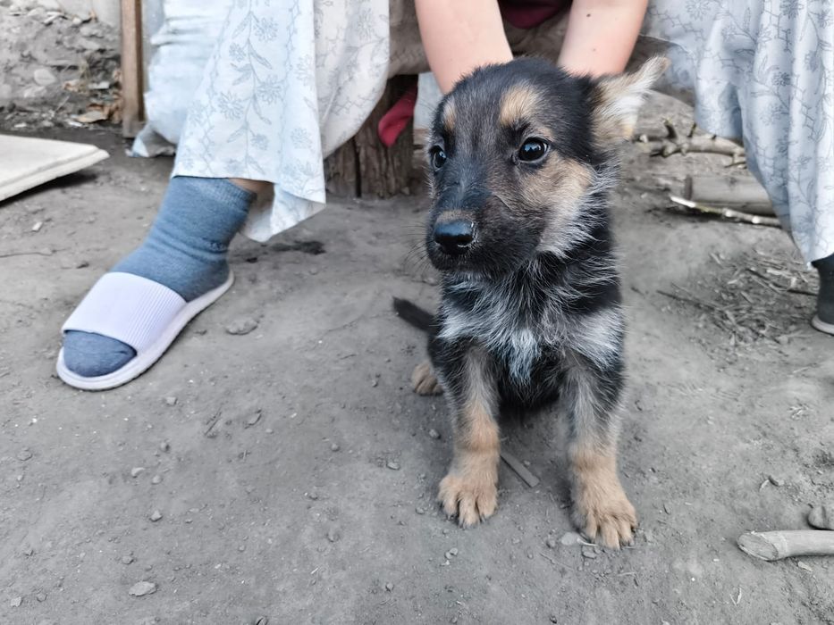 Овчарка мальчик продам