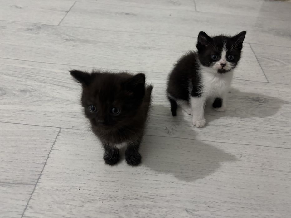 1,5 айлык мысыктар уйдын мысыгы кыз бала екенын былмим