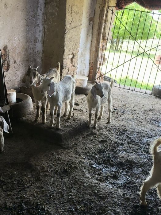 Продавам ярета
