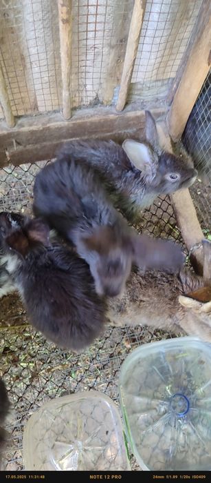 Кролики породы львиноголовые