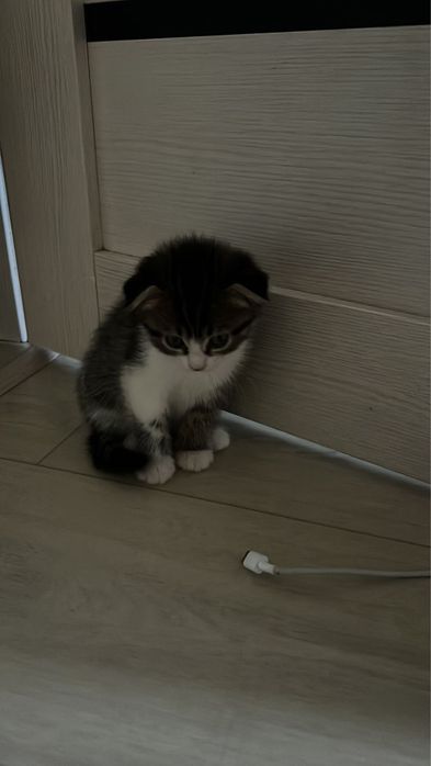 шотландская вислоухая кошка