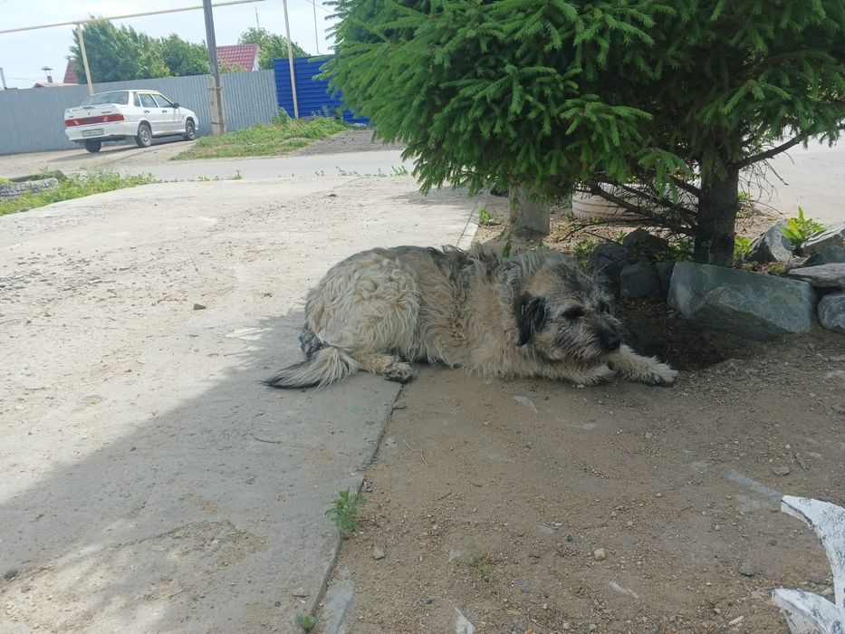 Ищем любящих  хозяев для собачек