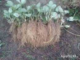 Разсад ягоди и малини