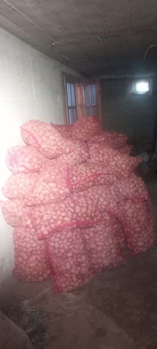 Vând cartofi de consum și sămânță