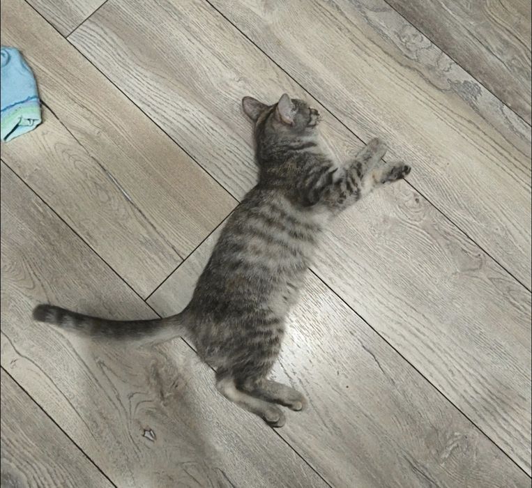 Отдам кошечку в добрые руки