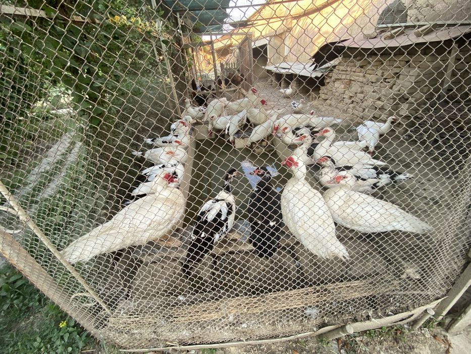 Срочно продаю Индоутки. Индоутка сотаман