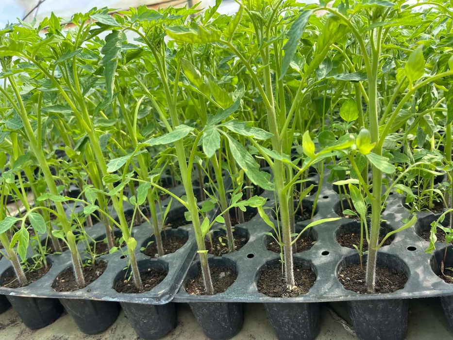 Разсад - домати и краставици