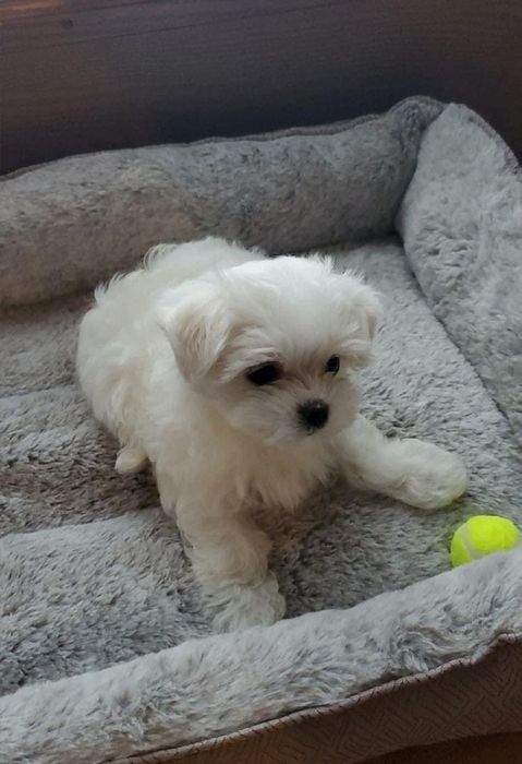 Fetiță Bichon Maltez