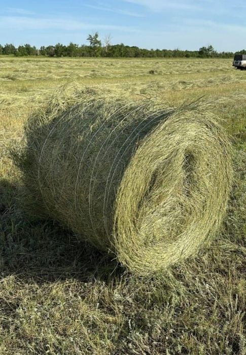Продам сено сено