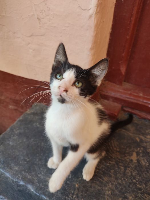 Ofer spre adopție pui de pisică