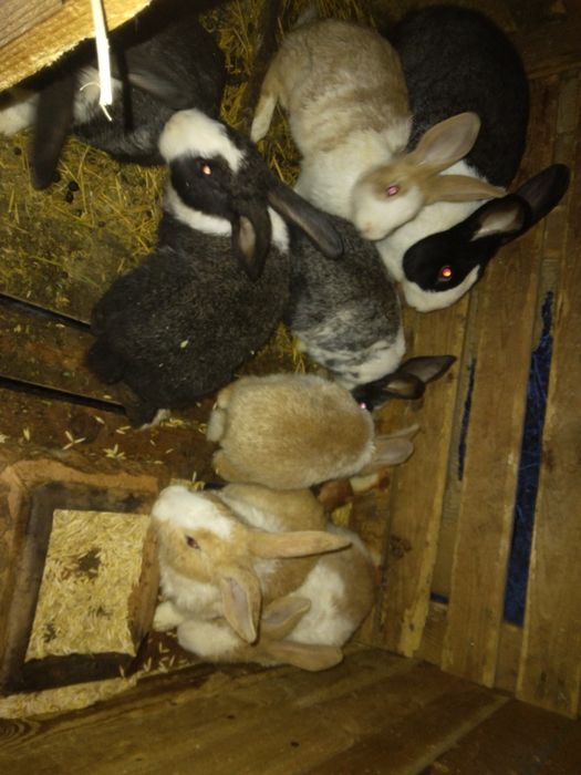 Vând iepurași hycol 3 liuni