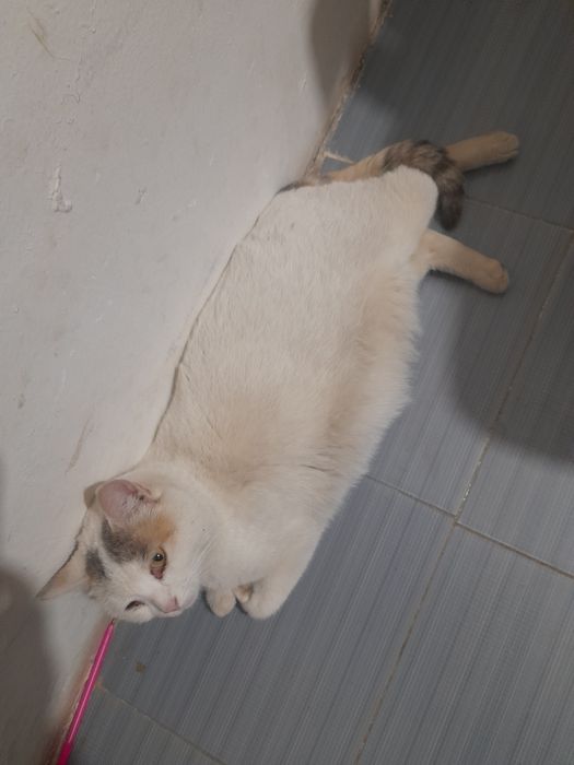 Отдам в хорошие руки