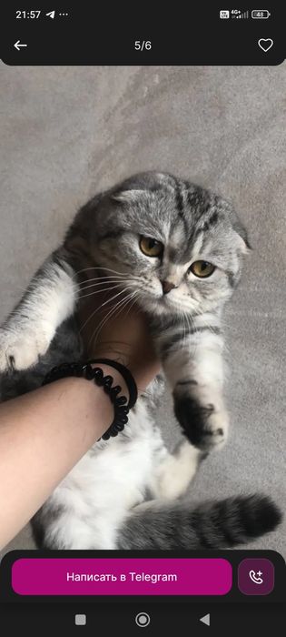 Скотиш страет зотли мушук сотилади
